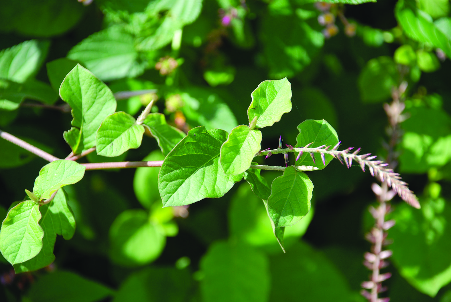 Role of Euphorbia neriifolia and Achyranthes aspera in minimally invasive ayurvedic management of fistula-in-ano